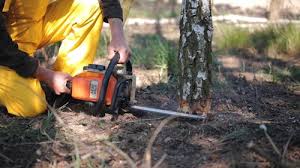 Best Tree Preservation Services  in Dewitt, IA